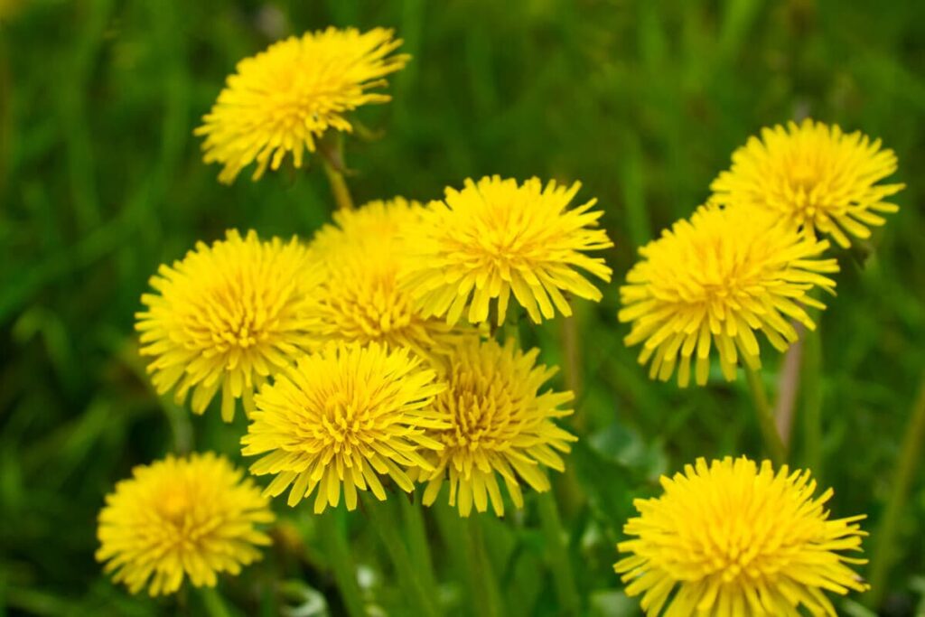 Loewenzahn 1024x683 2