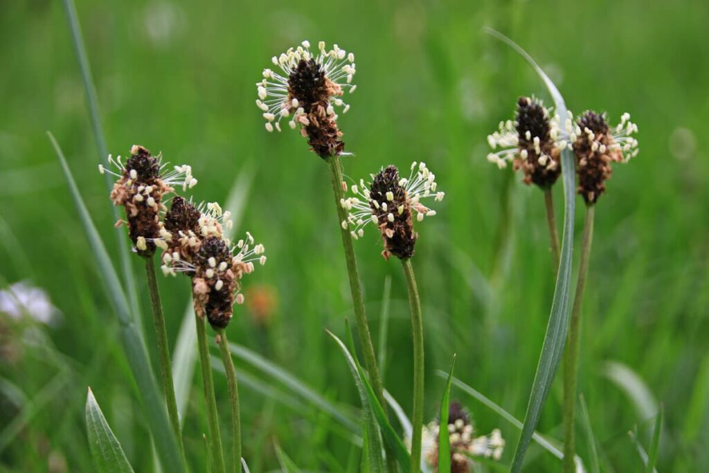 Spitzwegerich 1024x683 2