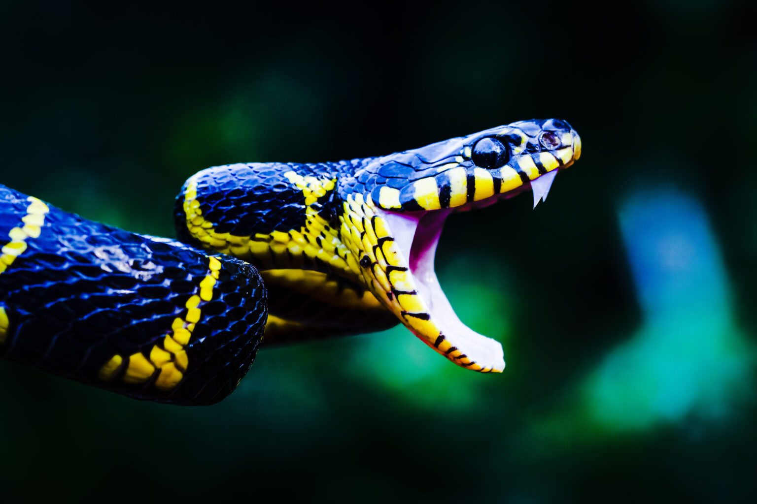 Schlange droht Angriff