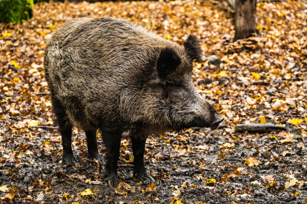 vecteezy wild boar in the forest 2842668 1024x683 3